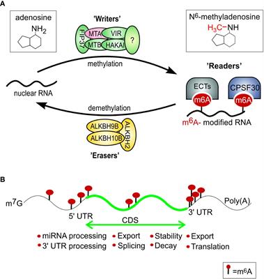 Frontiers N Methyladenosine M A Rna Modification As A Metabolic